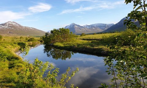 Núvitund í náttúrunni