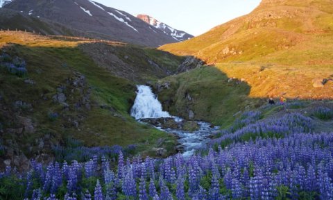 Sólstöðuganga á Múlakollu