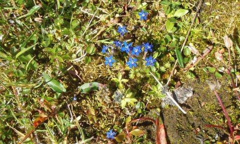 Glerárdalur - blómaskoðunarferð