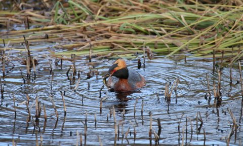Fuglaskoðunarferð um Eyjafjörð