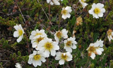 Gönguvika: Ganga og jóga í Leyningshólum -aflýst