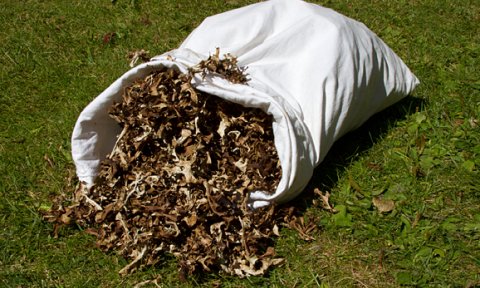 Laxárdalsheiði – fjallagrasaferð