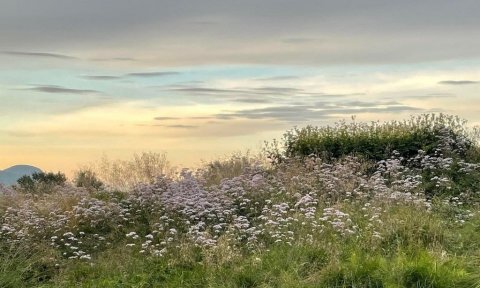 Barna- og fjölskylduferð. Söguganga; bernsku- og blómaferð