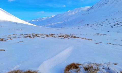 Skíðadalur: Skíðaganga -aflýst