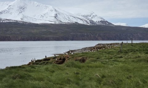 Ferð í Flatey á Skjálfanda