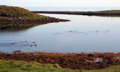 Fuglaskoðunarferð á Melrakkasléttu -aflýst