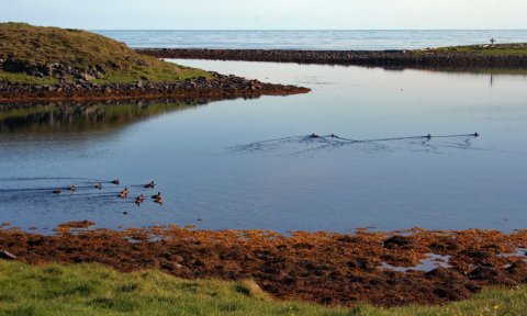 Fuglaskoðunarferð á Melrakkasléttu
