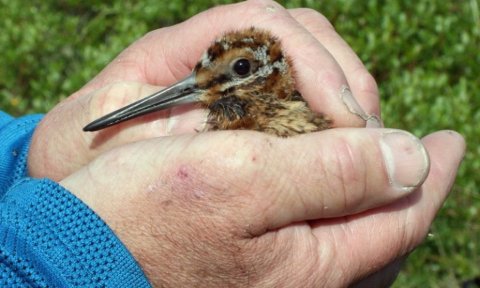 Fuglaskoðunarferð fyrir börn -breytt
