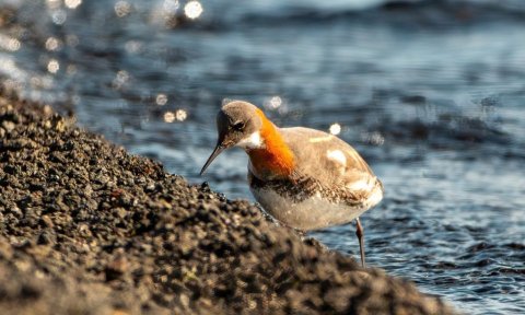 Fuglaskoðunarferð í Eyjafirði