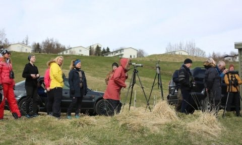 Fuglaskoðunarferð í Mývatnssveit