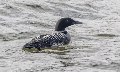 Barna- og fjölskylduferð: Fuglaskoðunarferð