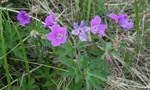 Þemaferð: Tóttirnar í Fjallinu