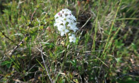 Blóma- og jógaferð í Leyningshóla