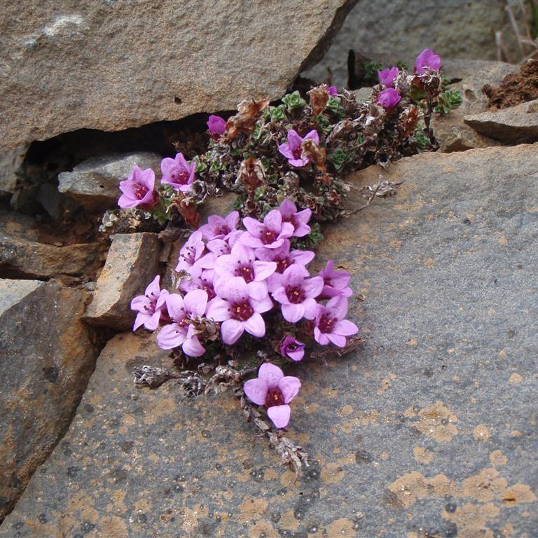 Vetrarblómin glöddu okkur mikið í 750m hæð