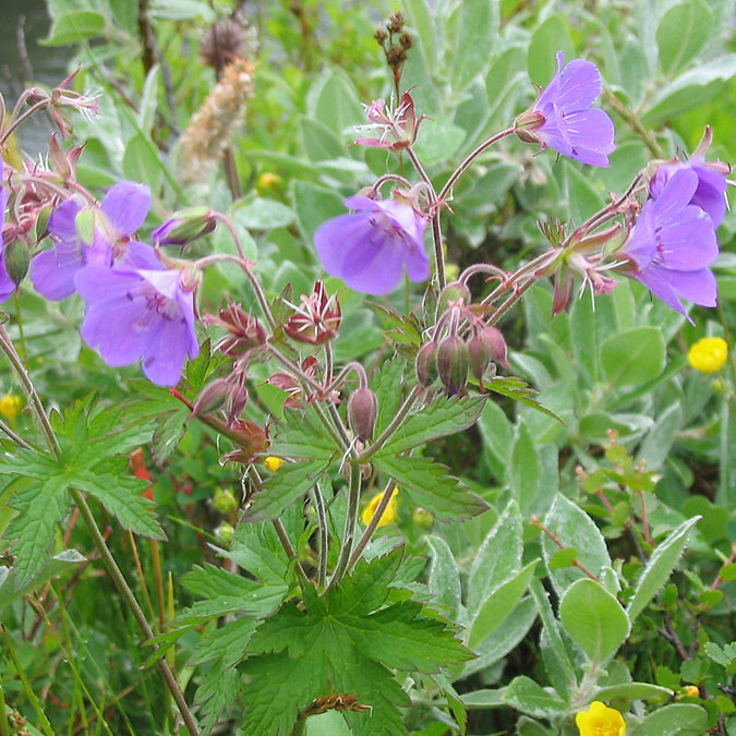 forsida-55-4690f9f77529a-1