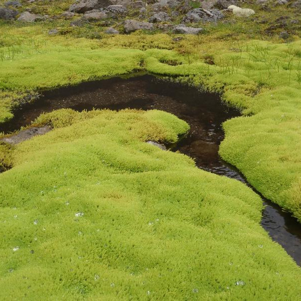 Dýjamosinn tryggir gæði vatnsins í lindinni.