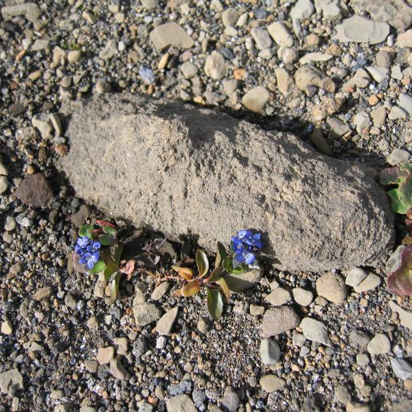 Fallegt blóm í auðninni.