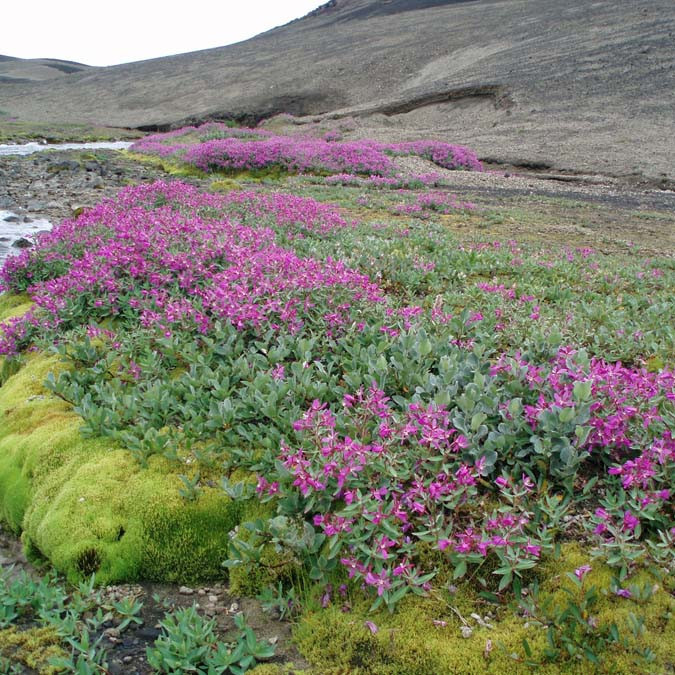 Breiða af eyrarrós fyrir framan Nautagil.