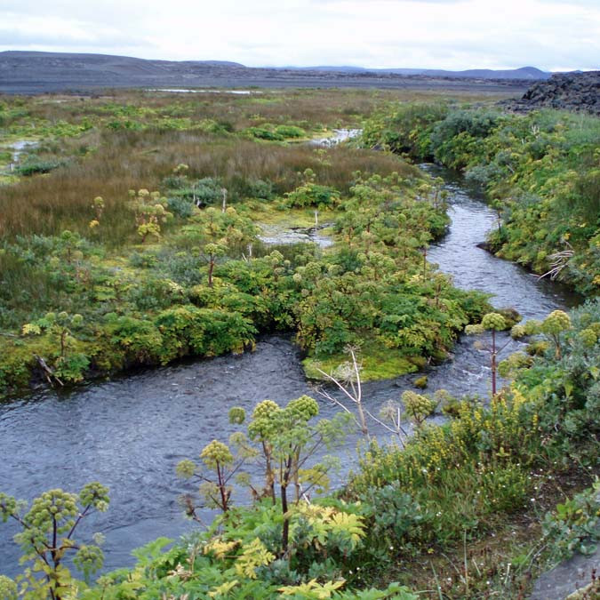 Hvönn og annar fallegur gróður nærri Jökulsá neðan ármótanna.