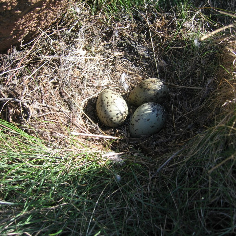 Silfurmáfsegg í hreiðri. Ekki er mikið lagt í hreiðurgerð.