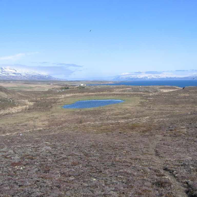 Djáknatjörn en þar er mikið um að vera á þessum árstíma.
