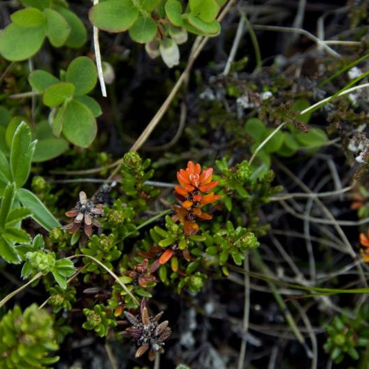 Það sá örlítið á gróðri
 fyrsta frostnóttin.