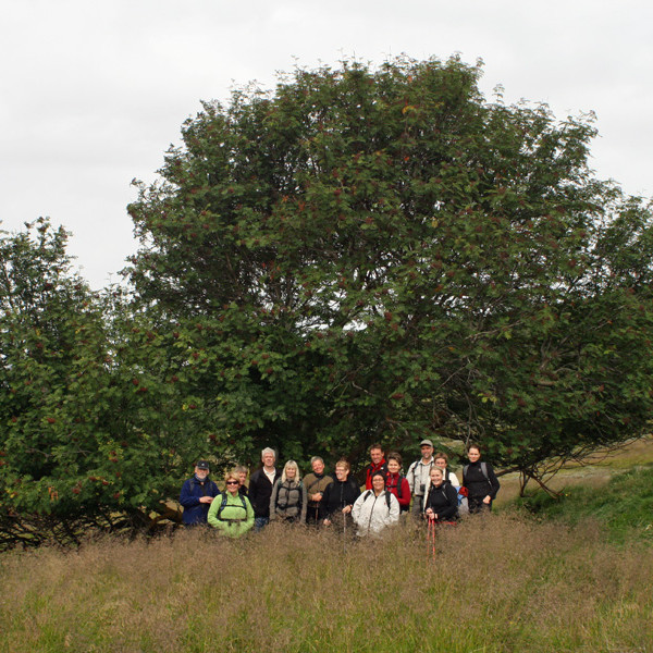 Gamla reynitréð í Glaumbæjarseli er feikna stórt!