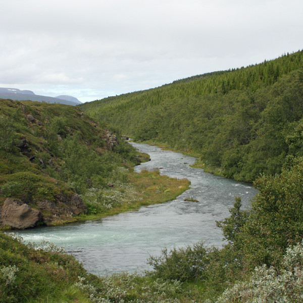 Horft norður með Skuldaþingseyjarkvísl. Fossselsskógur til hægri.