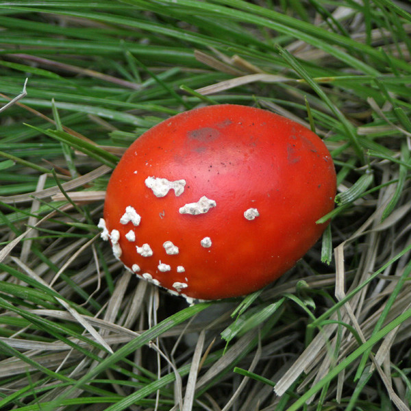 Baneitruð fegurð! Berserkjasveppur í Fossselsskógi.