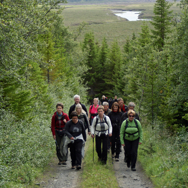 Í fallegum barrtrjáareit í Fossselsskógi.