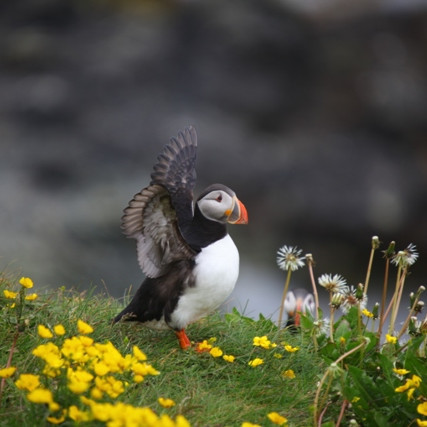 Prófasturinn undirbýr flug