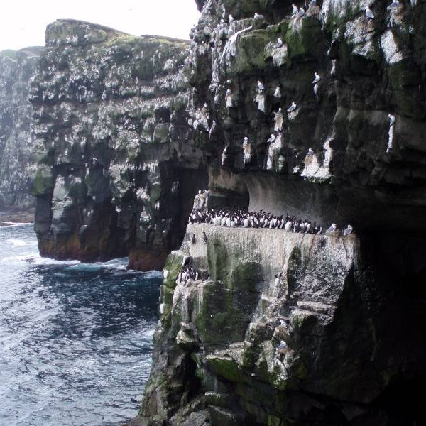 Langvíur í tugatali