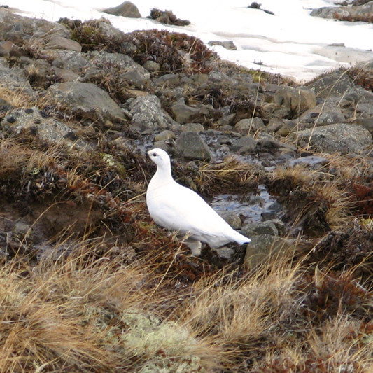 Við sáum margar rjúpur á leiðinni niður.