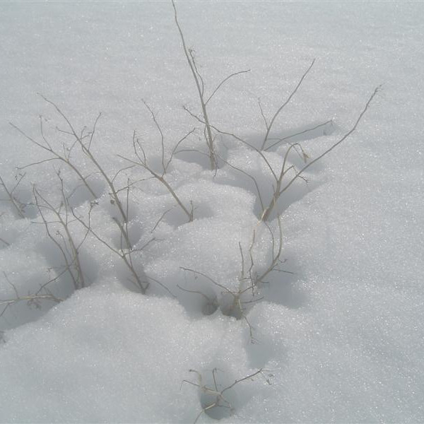 Lúpína á Hólasndi.