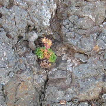 Víða leynist gróður