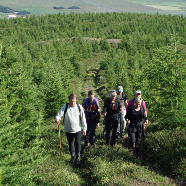 Í fallegum lerkilundi í skógræktinni á Vöglum á Þelamörk.