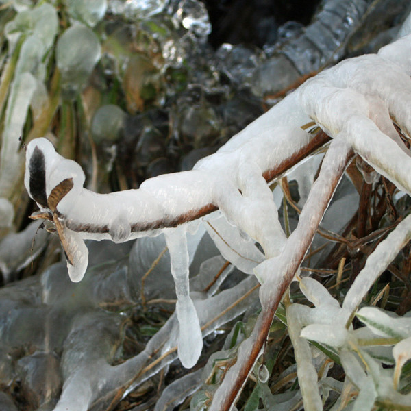 Ísing á víðigrein neðst í Vaðlareit.