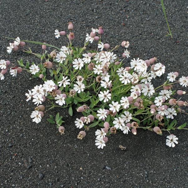 Fallegur klasi af holurt norðan Dyngjufjalladals.