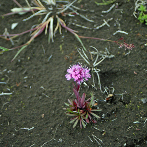 Ljósberi við Efstalæk í Suðurárbotnum.