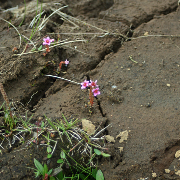 Flagahnoðri (meyjarauga) í Suðurárbotnum.