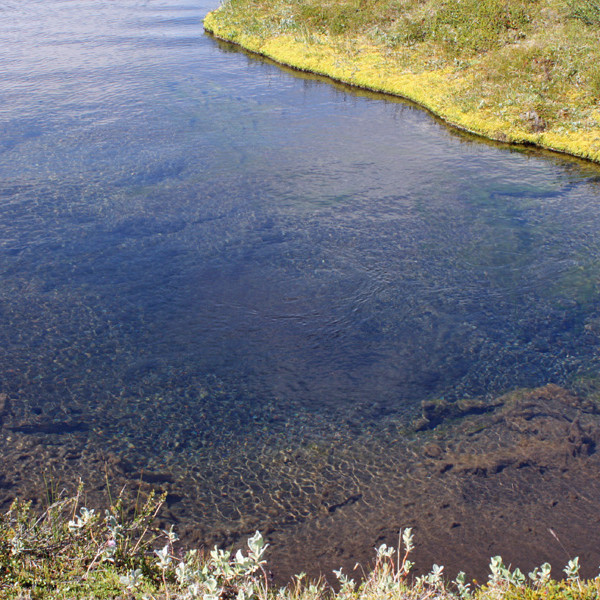 Lítil lind við bakka Suðurár.