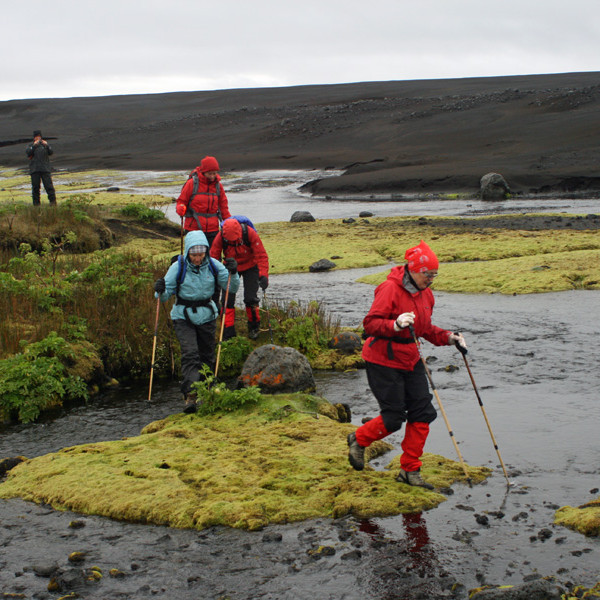 Hvönn og mosi við upptök Svartár sunnan Vaðöldu.
