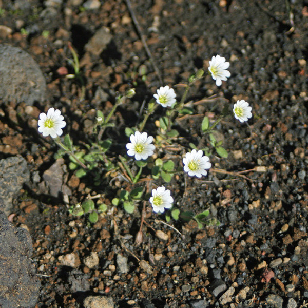 Músareyra á sandi neðan við efra þrepið í Dyngjufjöllum.