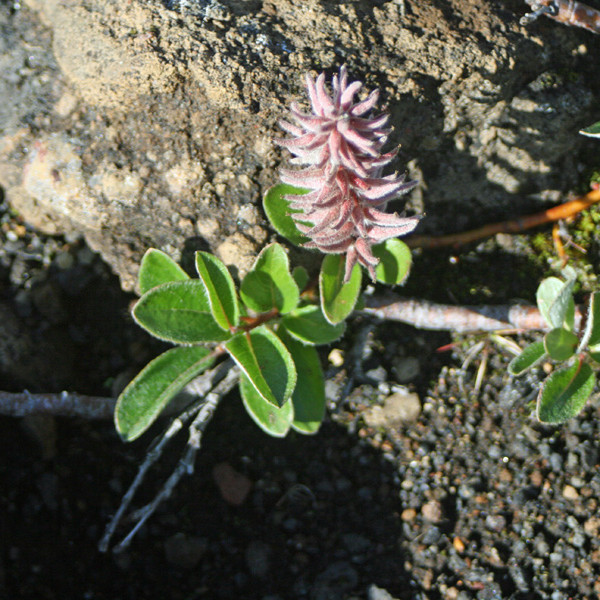 Grávíðir í blóma við ána undir efra þrepinu norðvestan á Dyngjufjöllum.