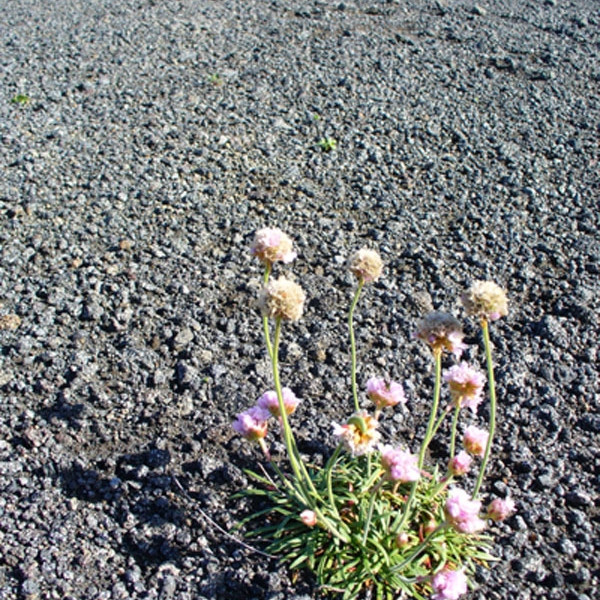 forsida-40-44ff30427f48a-1