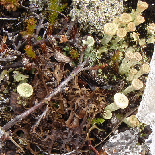 Álfabikar, cladonia clorophaea