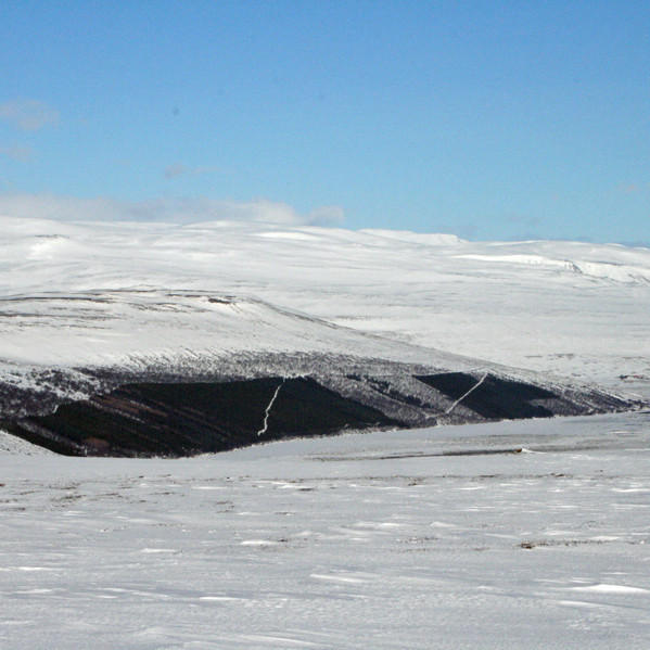 Á Fljótsheiði: Fellsskógur með Kinnarfjöll í baksýn.