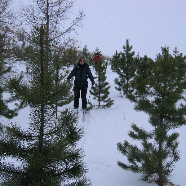 Gaman að fara í gegnum skógarreitinn.