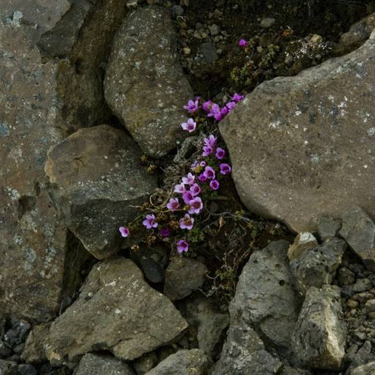 Vetrarblóm (Saxifraga oppositifolia) er fremur algengt um allt land og vex á melum og yfir klettum frá láglendi upp fyrir 1500 m hæð. Í fimm af háfjöllum landsins hefur það fundizt ofar 1500 metrum: Hvannadalshrygg í Öræfum, Esju í Esjufjöllum, Kerlingu við Eyjafjörð, Snæfelli og hæst í Kverkfjöllum í 1640 m.  Blaðsprotarnir hafa lítil, krossgagnstæð blöð og virðast af því ferstrendir.  Vetrarblómið blómstrar með fyrstu blómum á vorin, síðast í marz eða apríl. 
(Texti tekinn af floraislands.is)