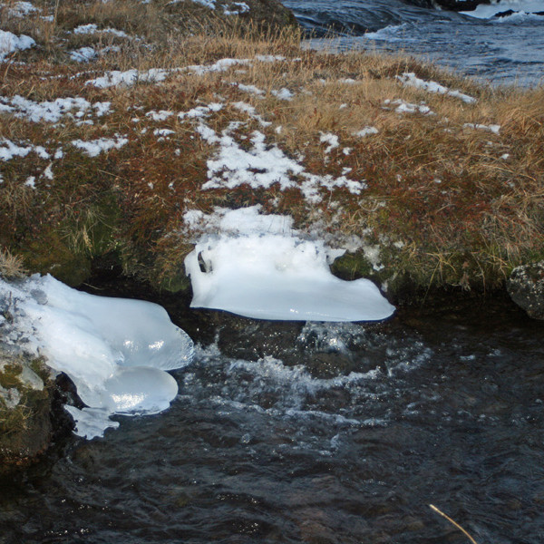 Silfurtær lind í klakaböndum efst í Suðurárbotnum.